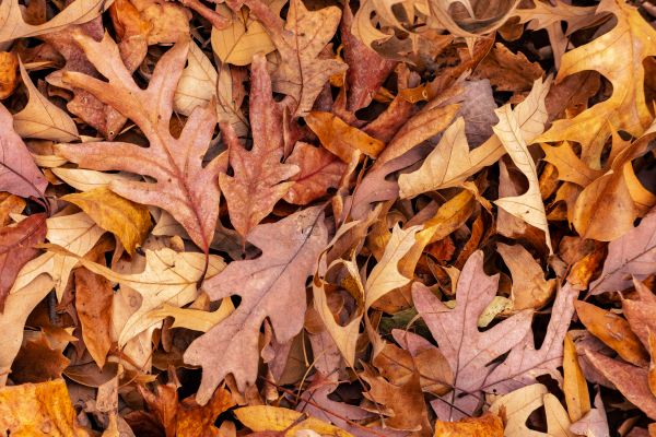 Grow your Leaves Removal business