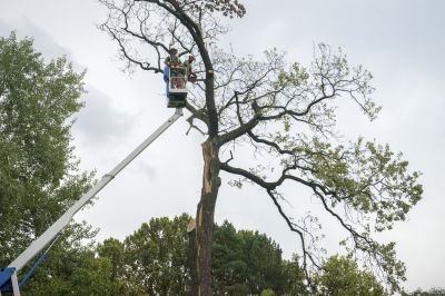 Leaves Removal